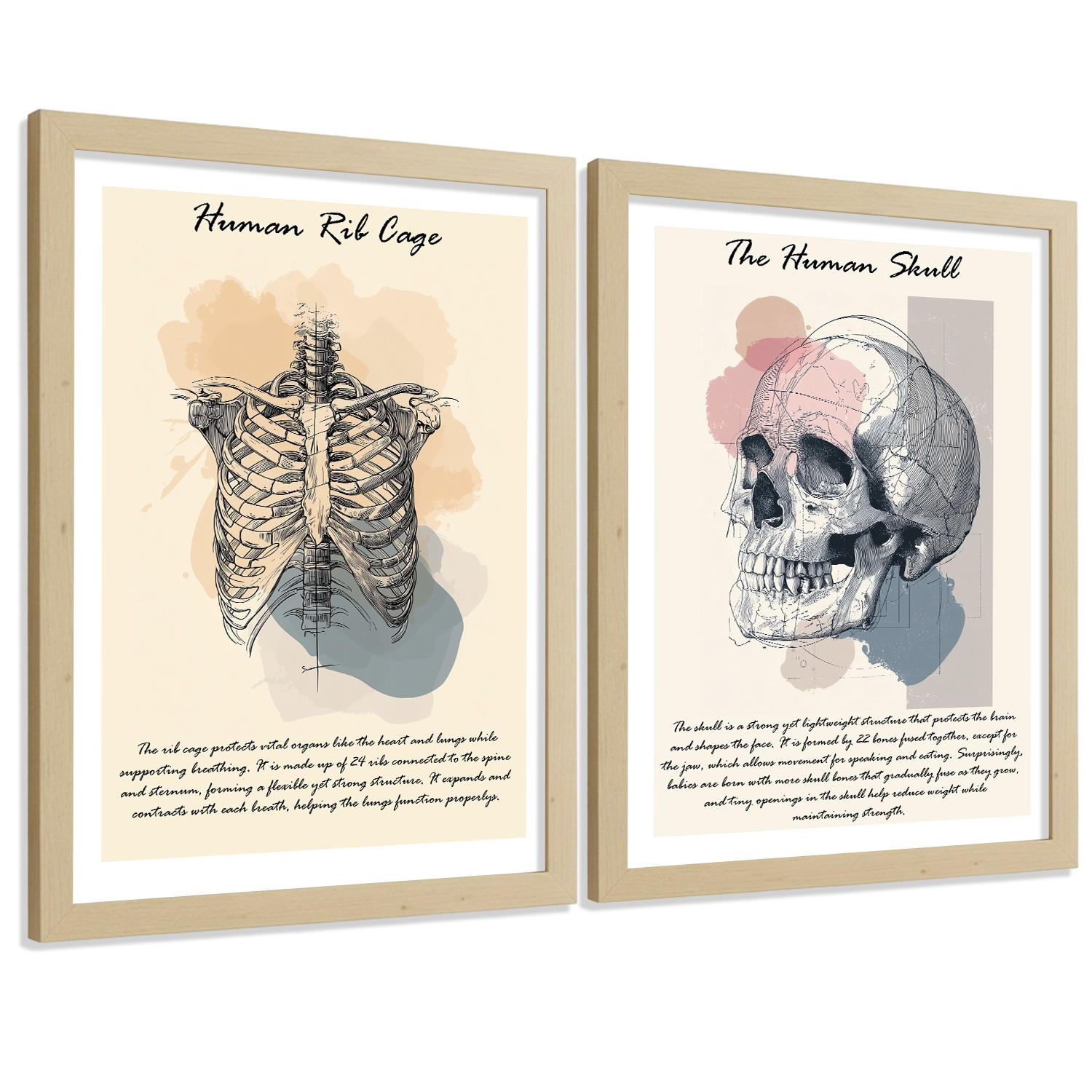 POSTER Set aus 2 Anatomie Mensch Lernposter Drucke und Wandbilder mit Skelett Rippen und Schädel Klinik Büro Dekoration Größe Rahmenlos A3 - Klar, Papier (29.7/42/3cm) - Nacnic