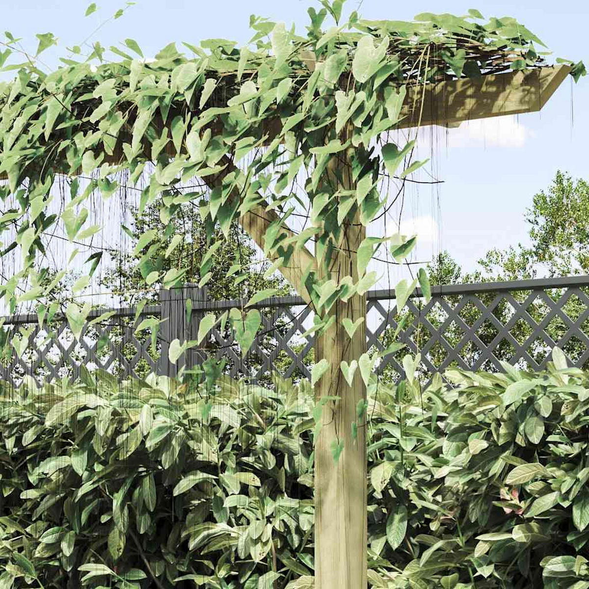 PERGOLA mit 3 Pfosten, 41/40/203 cm, aus Holz - Braun, Holz (410/205/40cm) - vidaXL