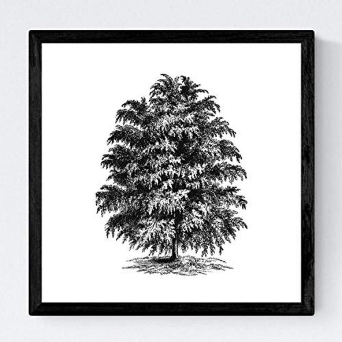 POSTER Set mit 4 Blättern der Bäume struktur 20x20cm Rahmenlos - Klar, Papier (20/3cm) - Nacnic