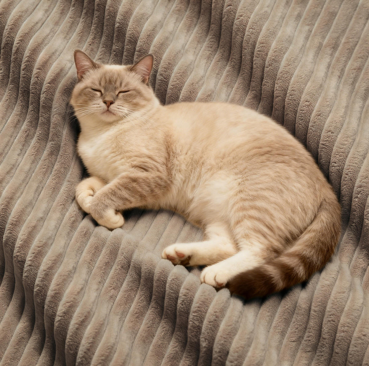 SOFA modular mit Tiefsitz 74 cm Cord Braun - Braun, Kunststoff (104/69/204cm) - Meubliv