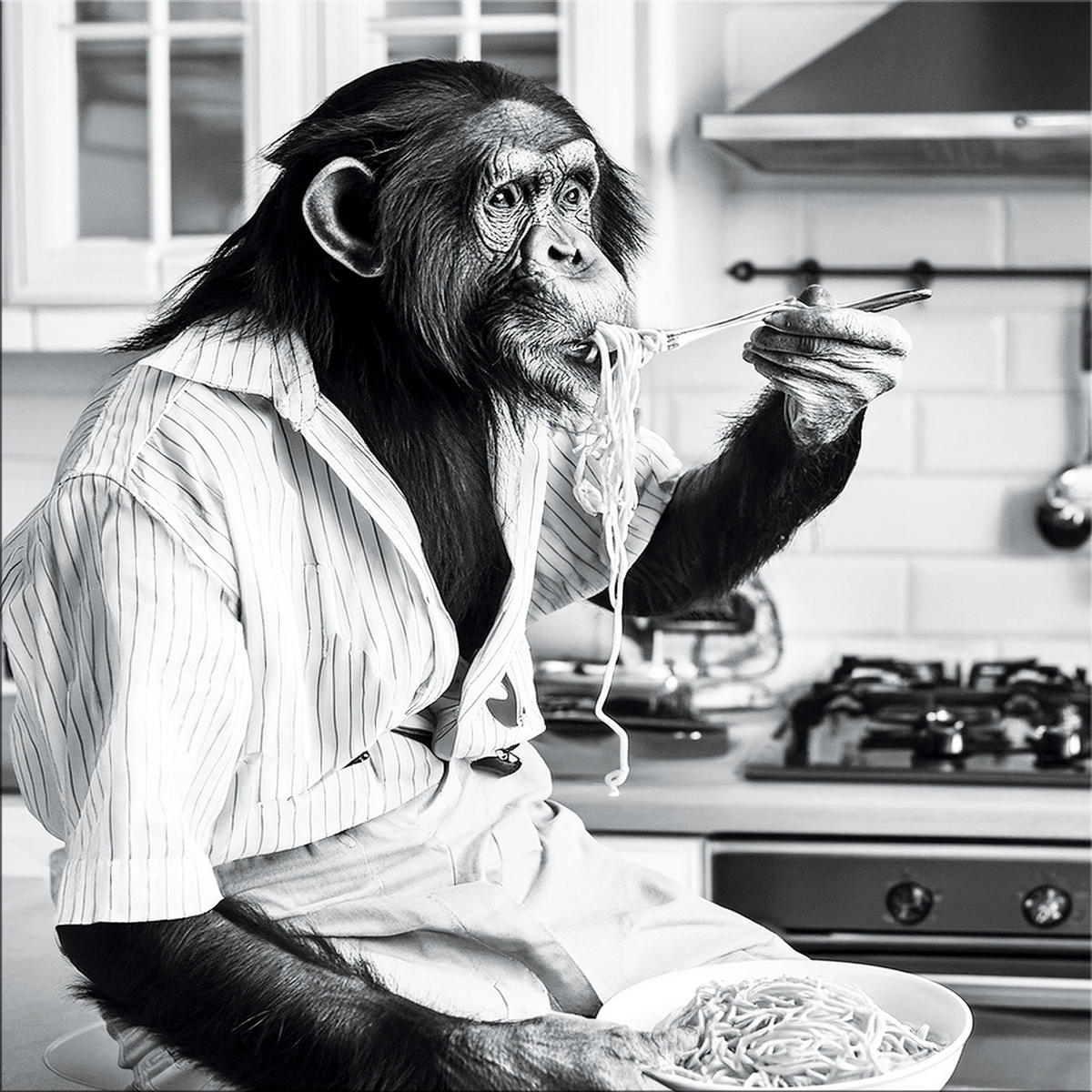 GLASBILD 50x50 cm Küche Affe schwarz weiß - Schwarz/Weiß, Glas (50/50cm) - artissimo