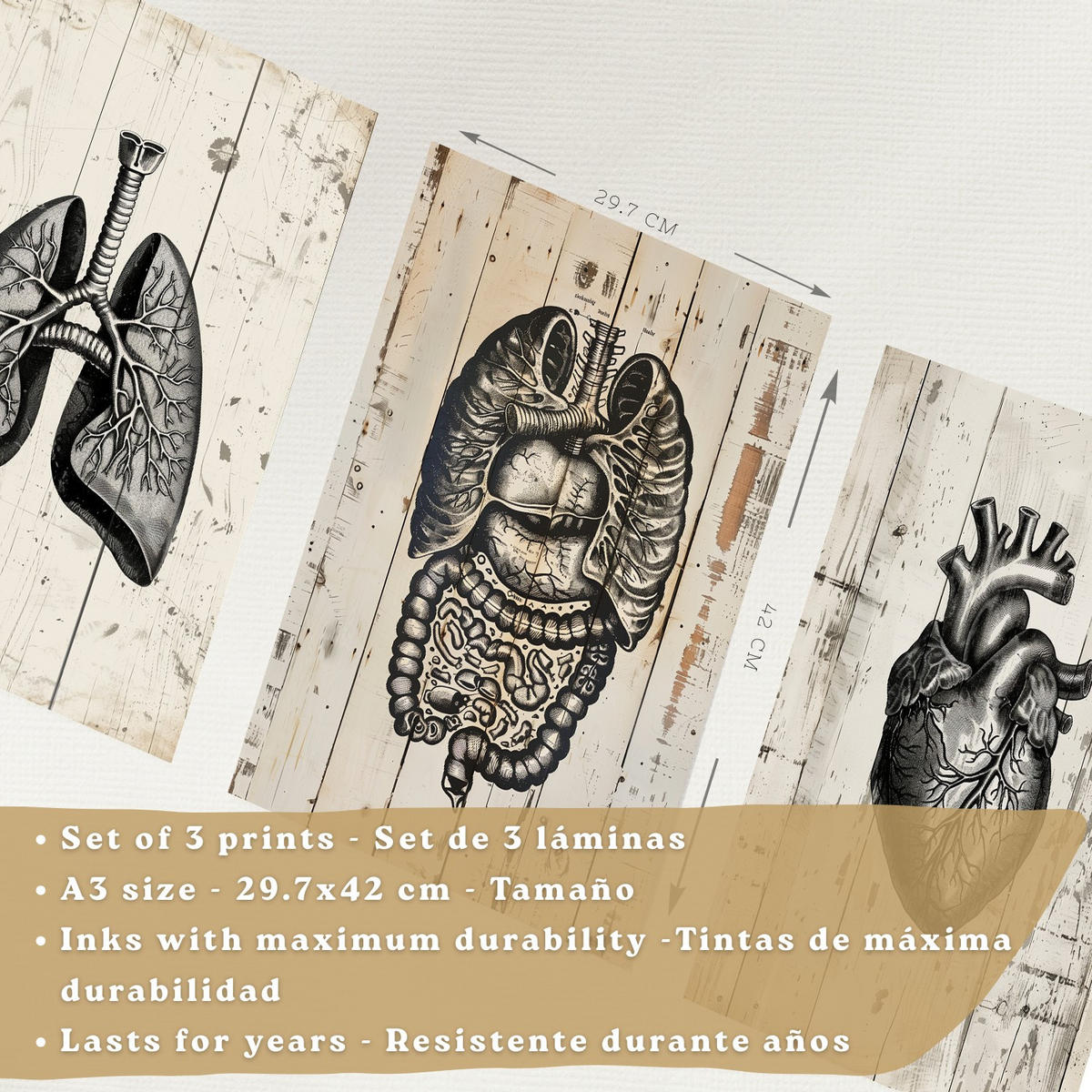 POSTER Set aus 3 Anatomie Mensch Drucke und Wandbilder mit Lungen Darm und Herz Rustikaler Stil Medizinische Wanddekoration Größe Weißer Rahmen A3 - Weiß, Papier (29.7/42/3cm) - Nacnic