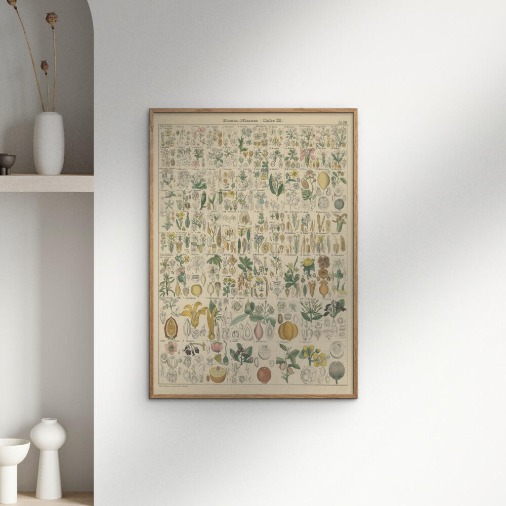 POSTER mit Rahmen Wild Apple - Flora Chart I - Eichefarben/Grün, Holz/Papier (50/70cm) - Poster&Frame