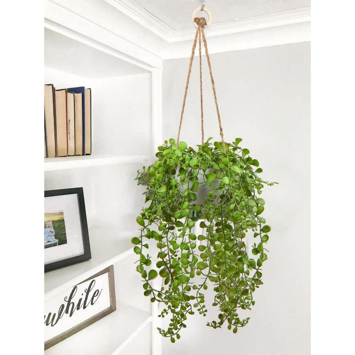 HÄNGEPFLANZE Ficus Pumila 35.5 cm in Hängeampel - Grün, Kunststoff (35cm)