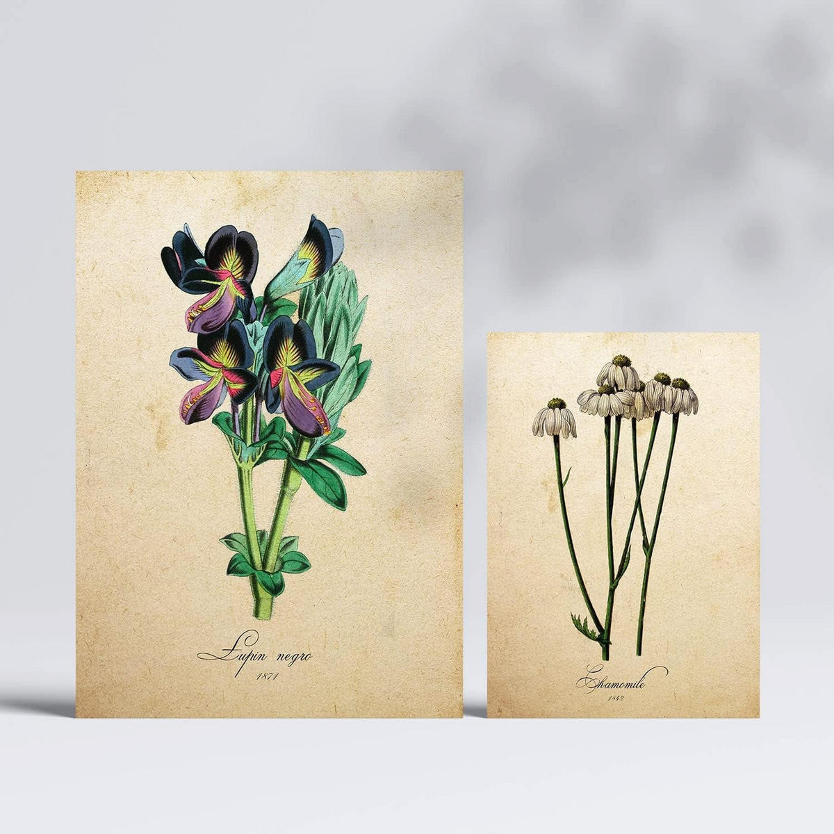 POSTER Set Mit 6 Vintage-Blumen Größe A3 und A4 Rahmenlos - Klar, Papier (29.7/1/42cm) - Nacnic