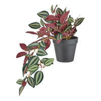 KUNSTBLUME Florista Peperomina argyreia - Grün, Kunststoff (44cm) - Butlers