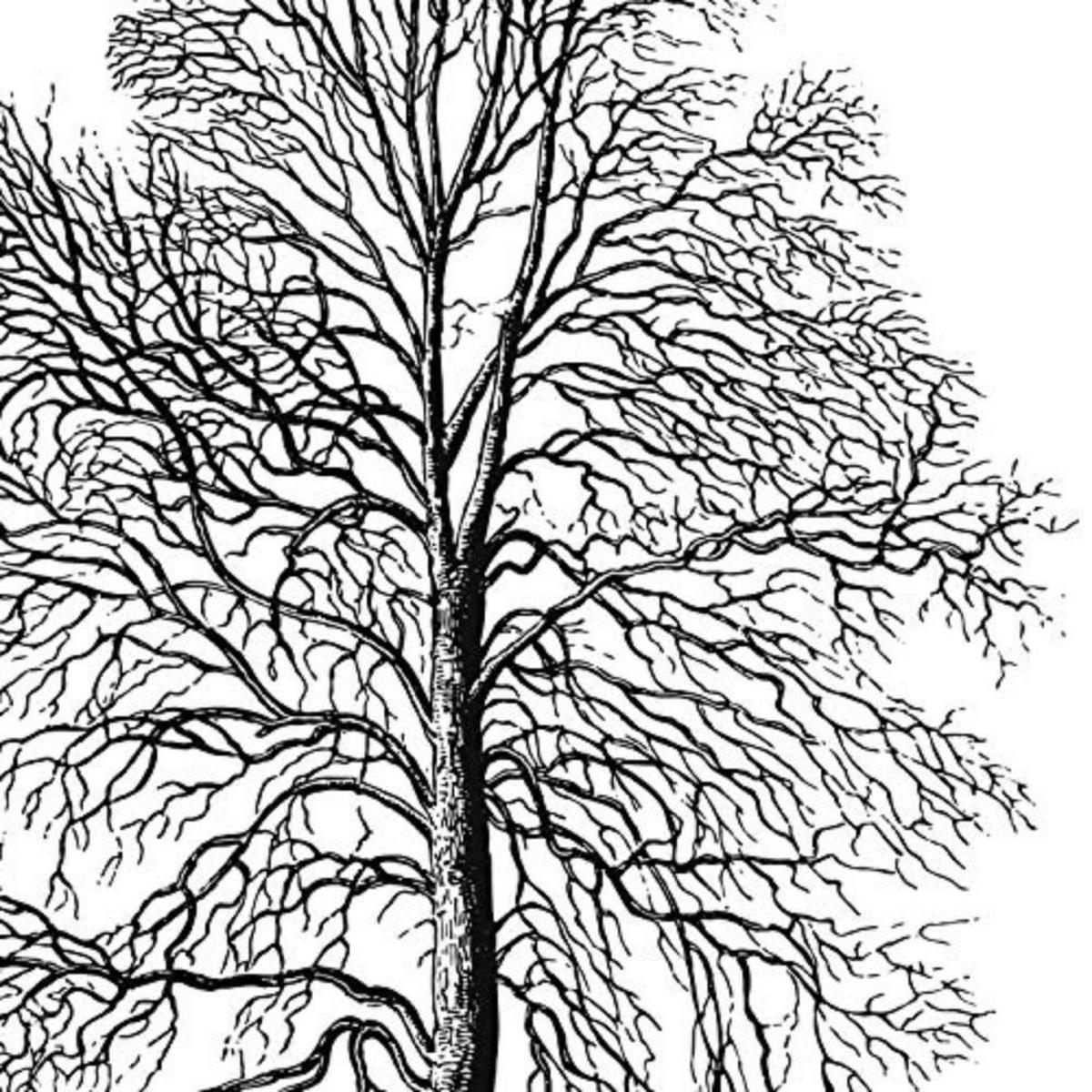 POSTER Set mit 4 Blättern der Caduda Bäume und immergrüne weiß 30x30 cm Rahmenlos - Klar, Papier (30/3cm) - Nacnic