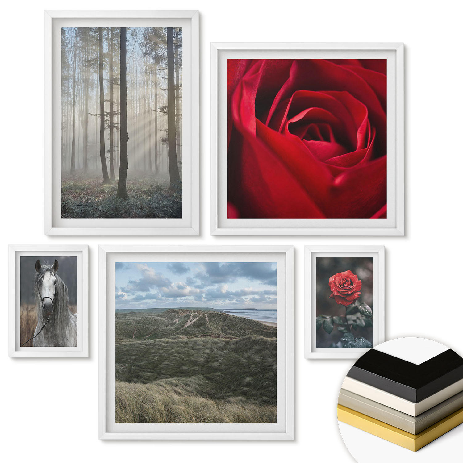 WANDBILDER 5er-Set - 50x50 cm & 20x30 cm & 40x60 cm Weißer Rahmen - Rote Rosen auf pferdegrauem Hintergrund - Weiß, Kunststoff (40/60cm) - ArtPrintCave