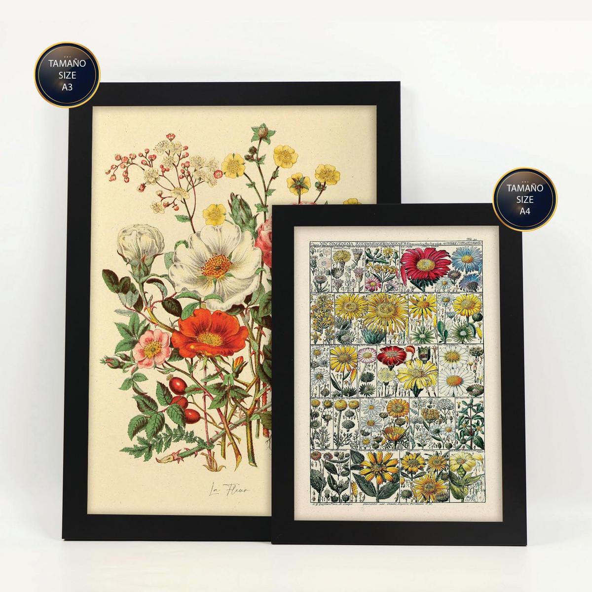 POSTER Set Mit 6 Blumenanatomie In Vintage A3 & A4 Schwarzer Rahmen - Schwarz, Papier (29/3cm) - Nacnic