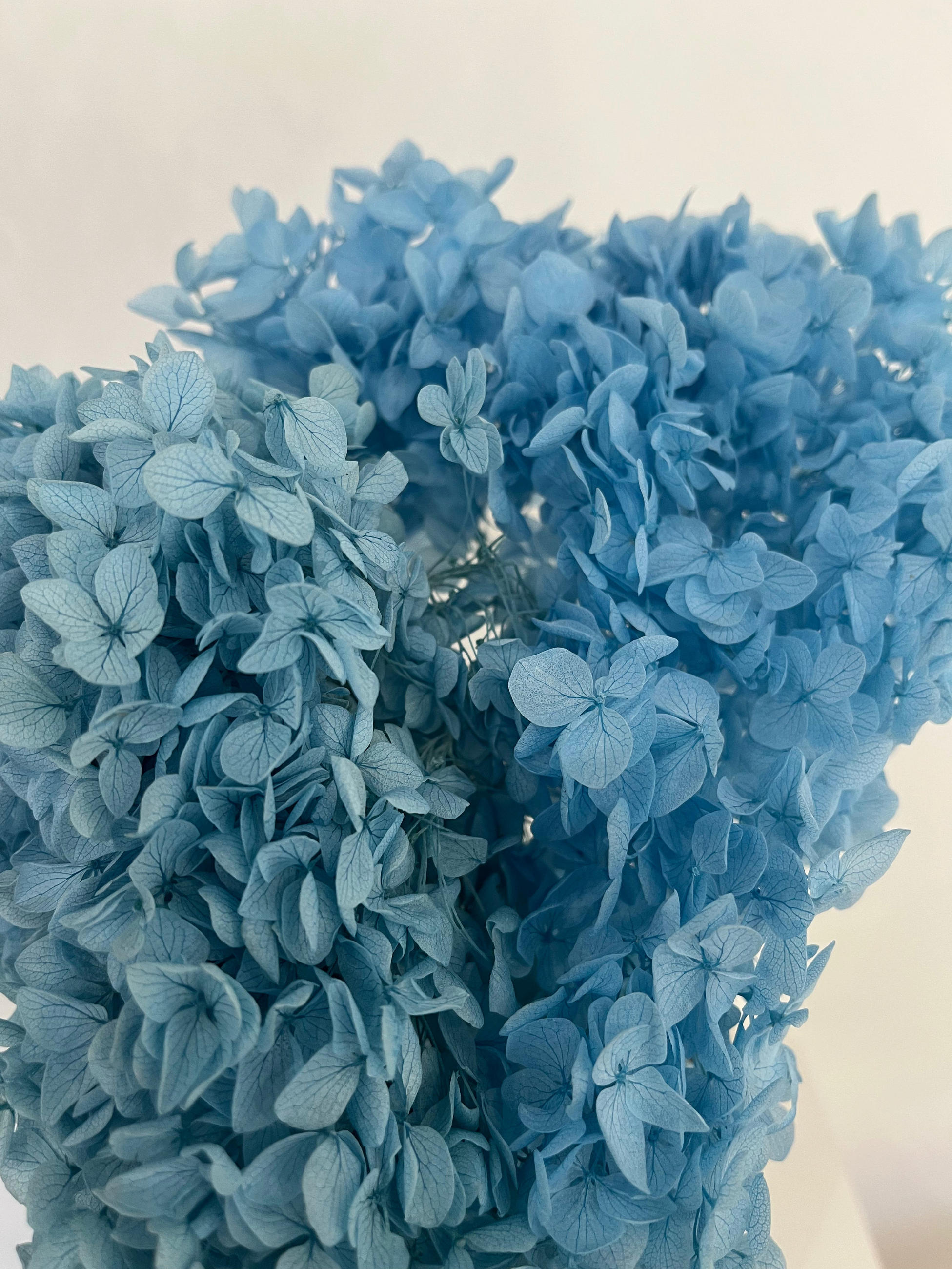 RISPENHORTENSIE: Zeitlose Schönheit, konservierte Hortensien als perfekte Dekoration - blau / 30 cm - Blau, Naturmaterialien (30cm) - Lykke & You