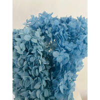 RISPENHORTENSIE: Zeitlose Schönheit, konservierte Hortensien als perfekte Dekoration - blau / 30 cm - Blau, Naturmaterialien (30cm) - Lykke & You