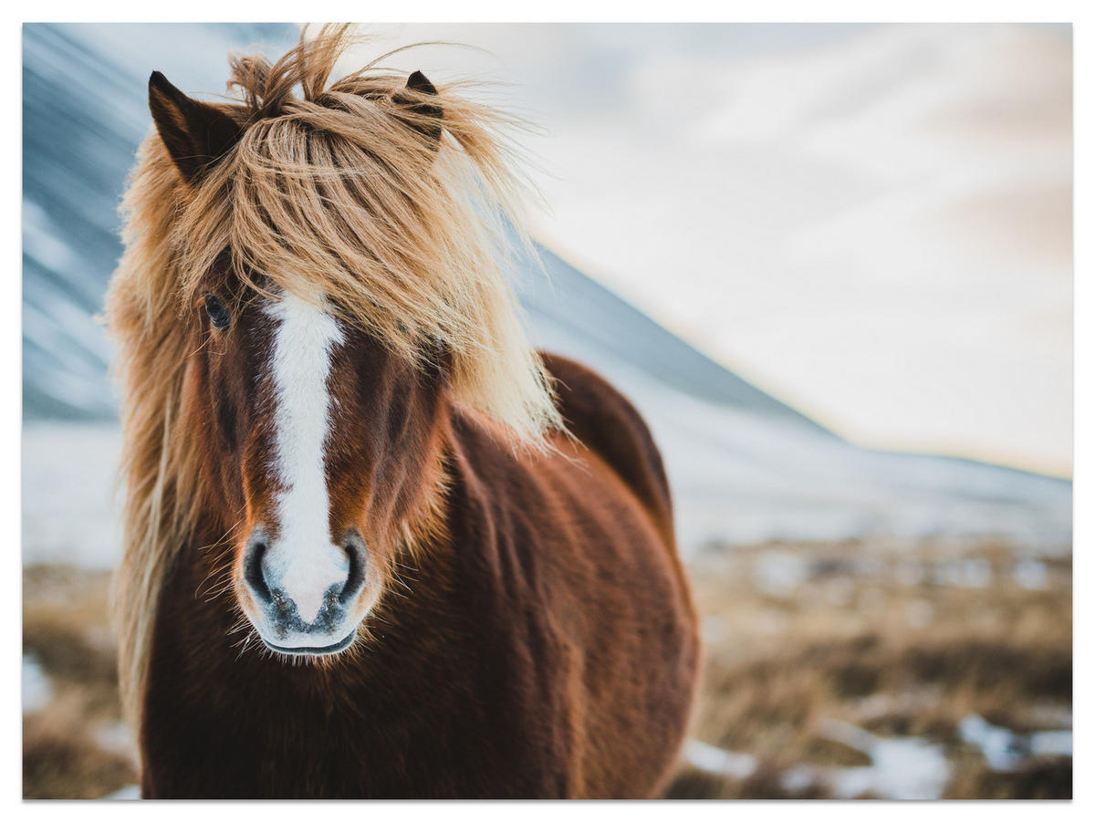 FOTOTAPETE für Schlafzimmer Isländisches Wildpferd Portrait Wiese 200x140 - Beige/Braun, Papier (200/140cm) - Muralo