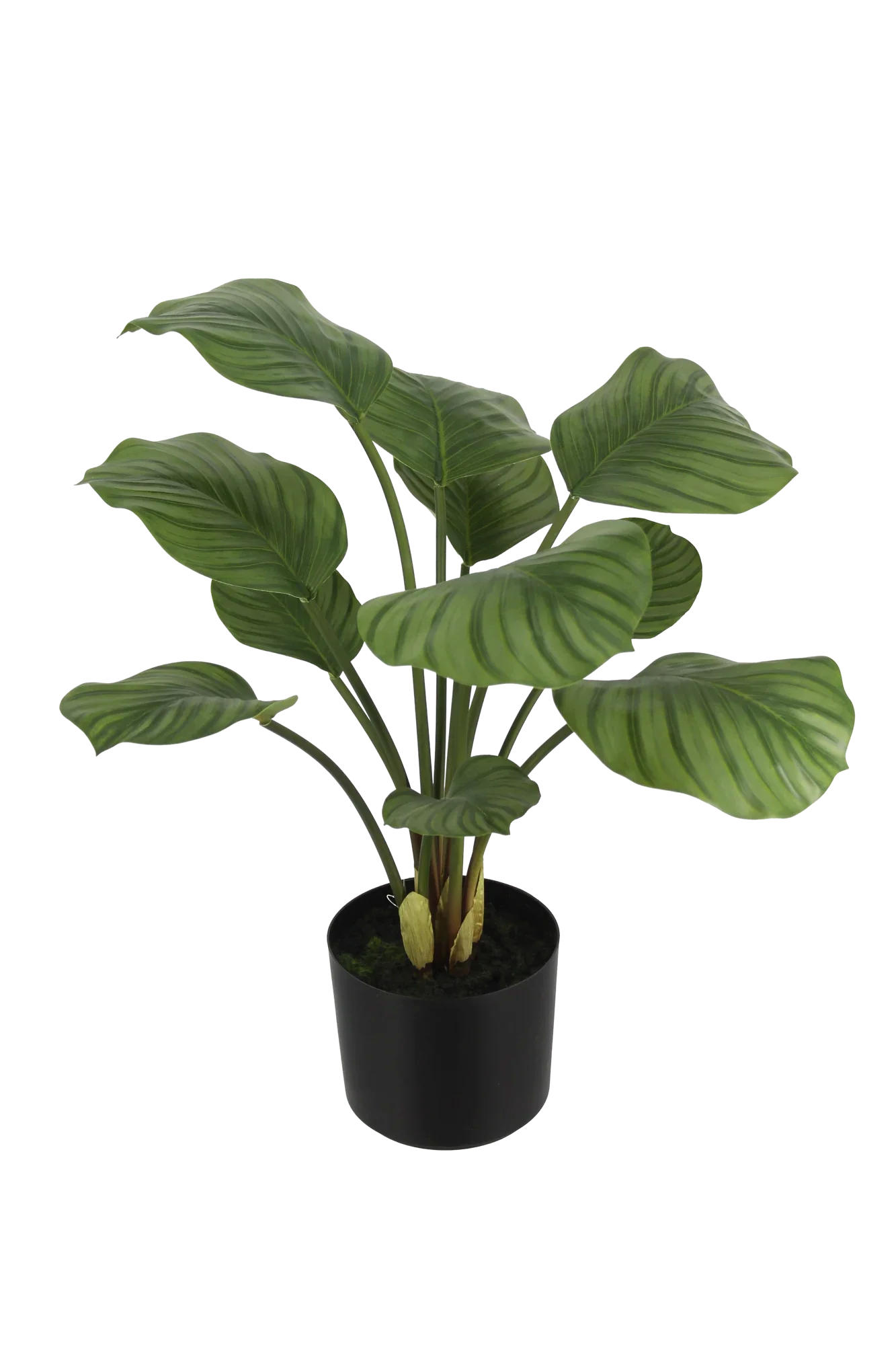 KUNSTPFLANZE Künstliche Calathea - Jamila 58 cm - Grün, Kunststoff (58cm) - aplanta