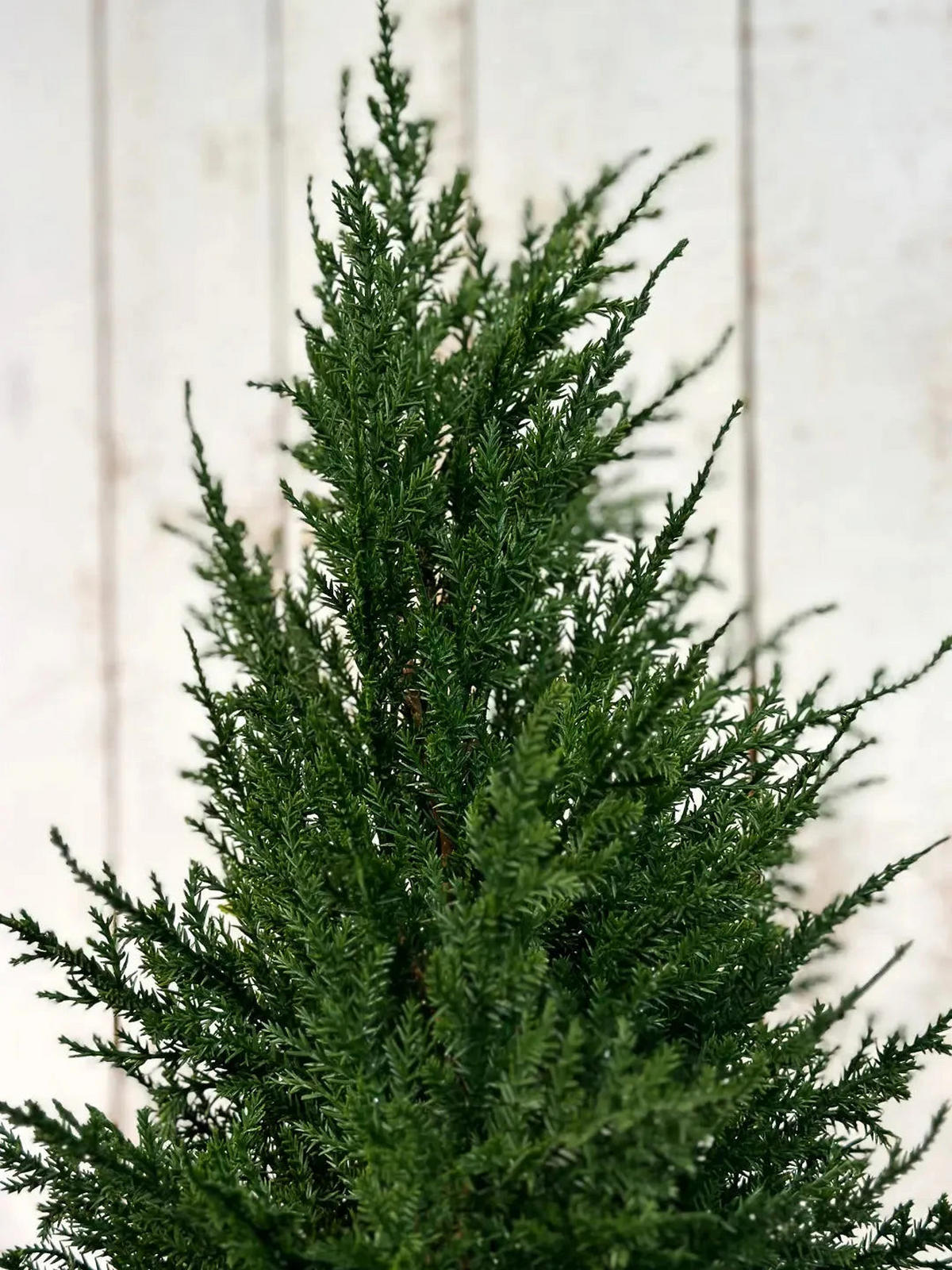 ZYPRESSEN Künstliche Zypresse - Pepe 120 cm - Grün, Kunststoff (120cm) - aplanta