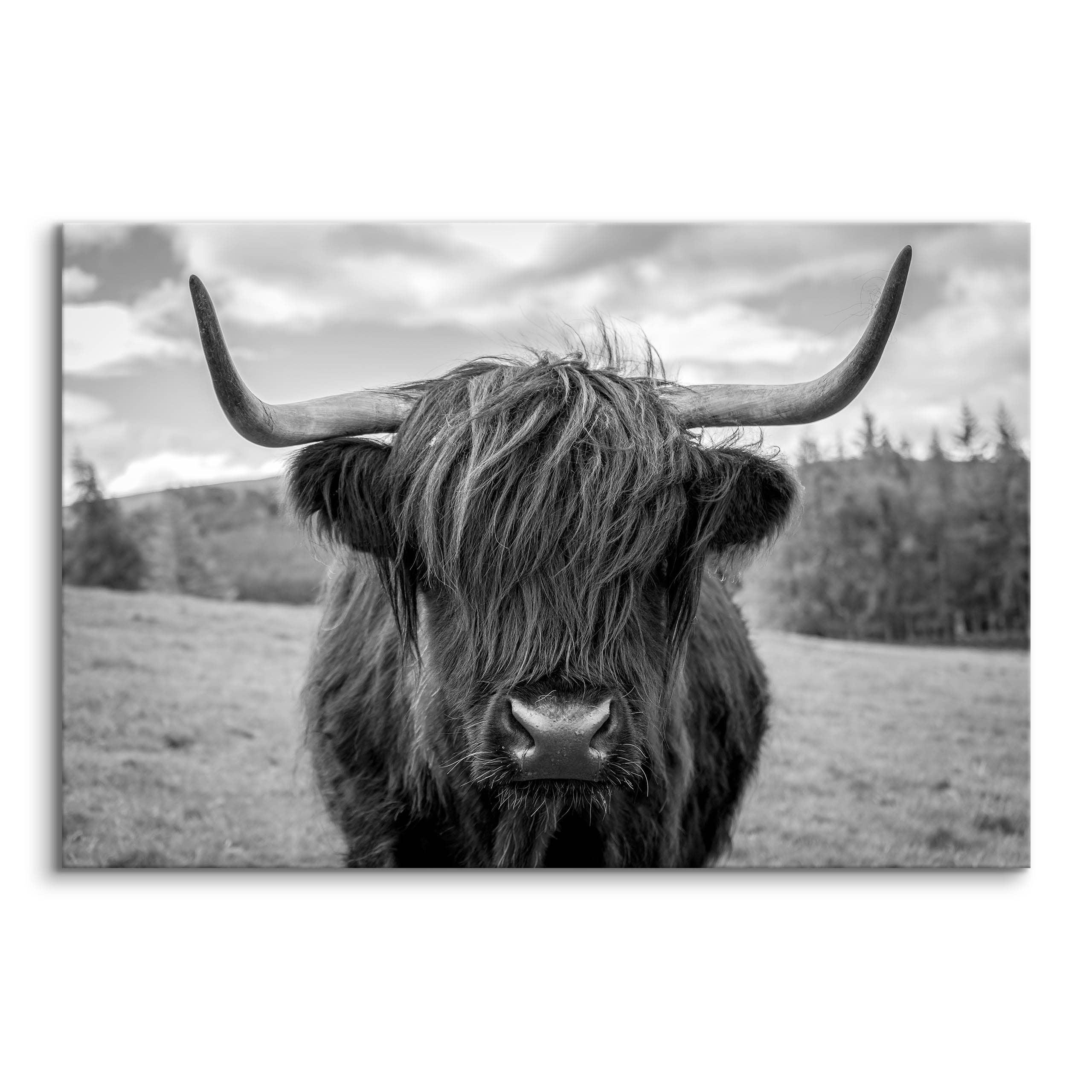 LEINWANDBILD Schwarzweiß Schottische Kuh Tier Landschaft 3D 100/70 cm - Schwarz/Weiß, Textil (100/70cm) - Muralo