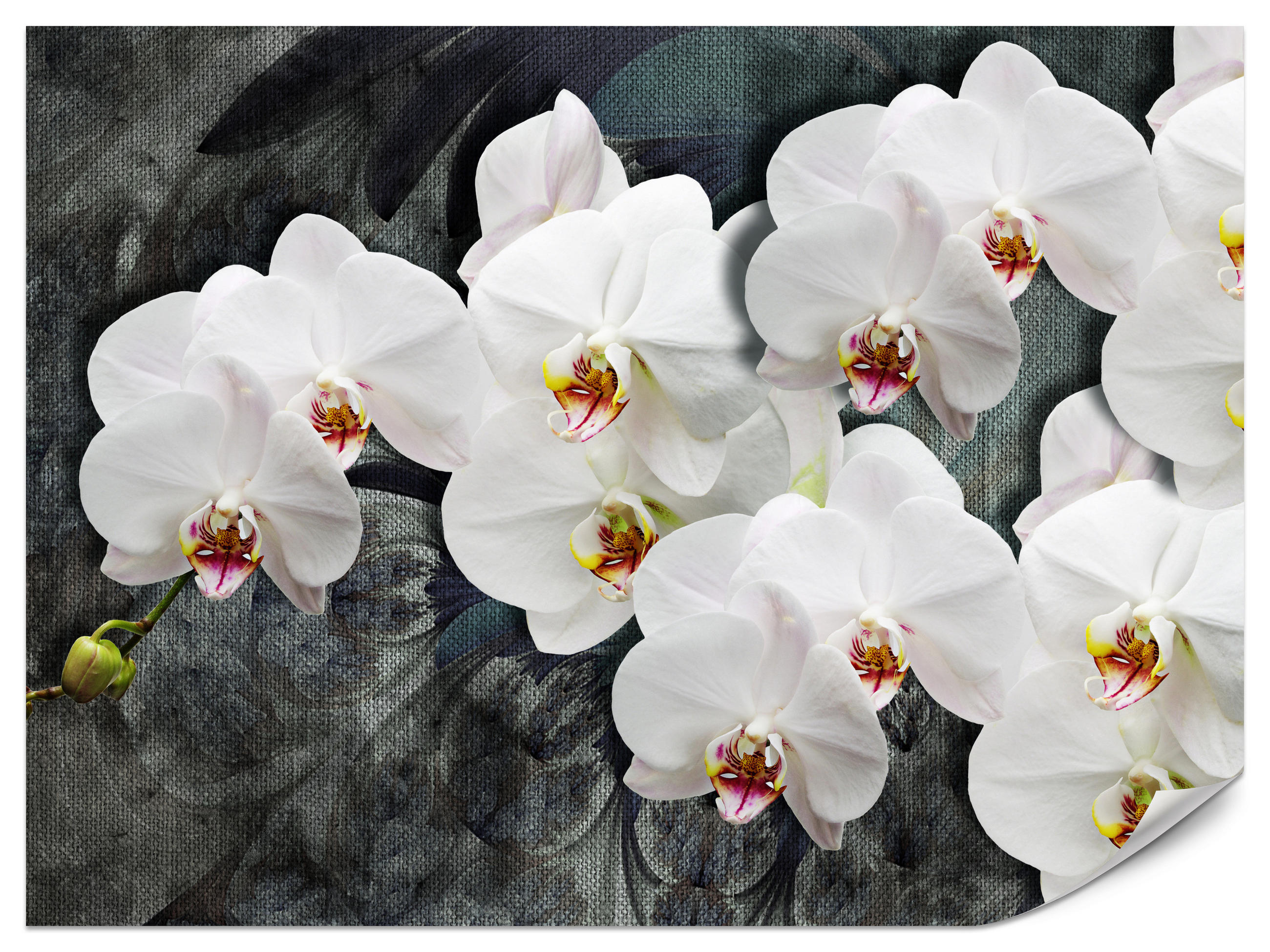 Muralo FOTOTAPETA Pre Spálňu Biele Orchidey Rustikálne Pozadie Florálna 450 x 315 cm