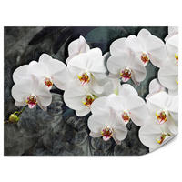 FOTOTAPETA Pre Spálňu Biele Orchidey Rustikálne Pozadie Florálna 300 x 210 cm - sivá/biela, papier (300/210cm) - Muralo