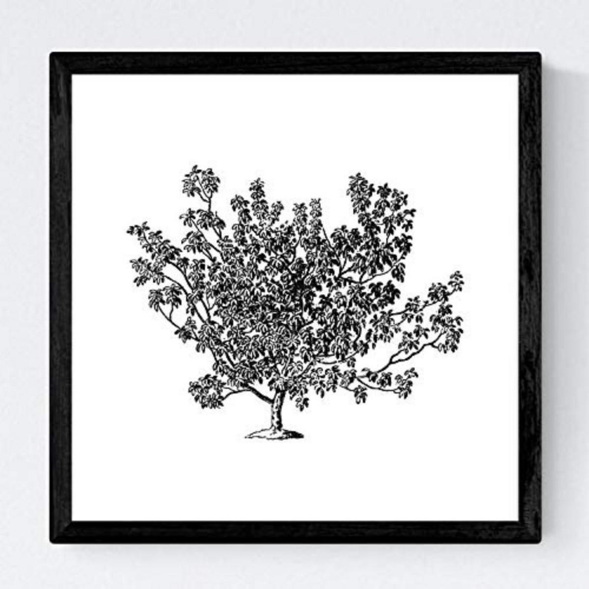 POSTER Set mit 4 Blättern der Bäume Obstbäume in weiß 30x30 cm Rahmenlos - Klar, Papier (30/3cm) - Nacnic