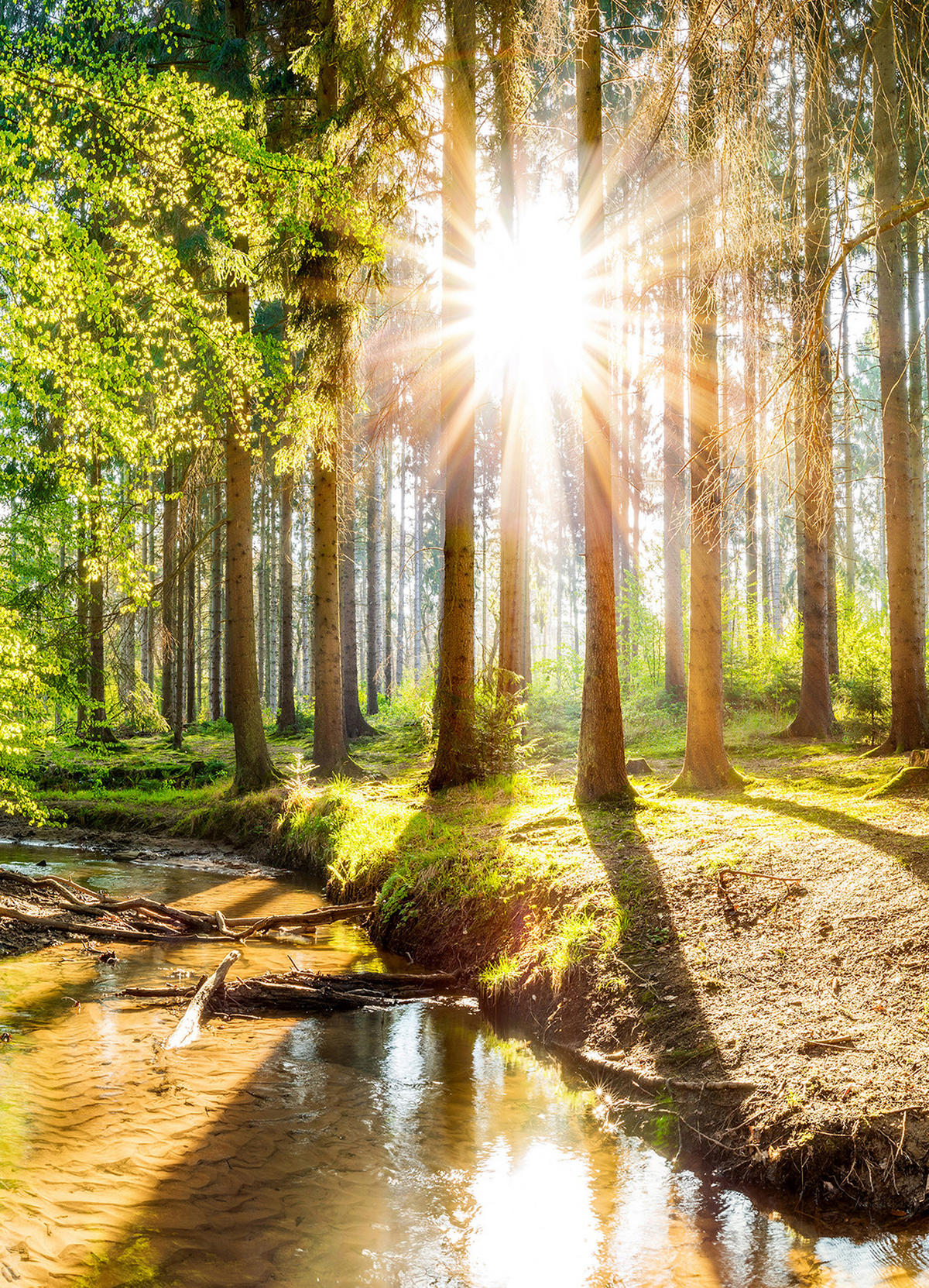 ROLLO LICHTDURCHLÄSSIG 130x180 cm Sonne im Wald - Braun, Textil (130/80cm) - TULUP