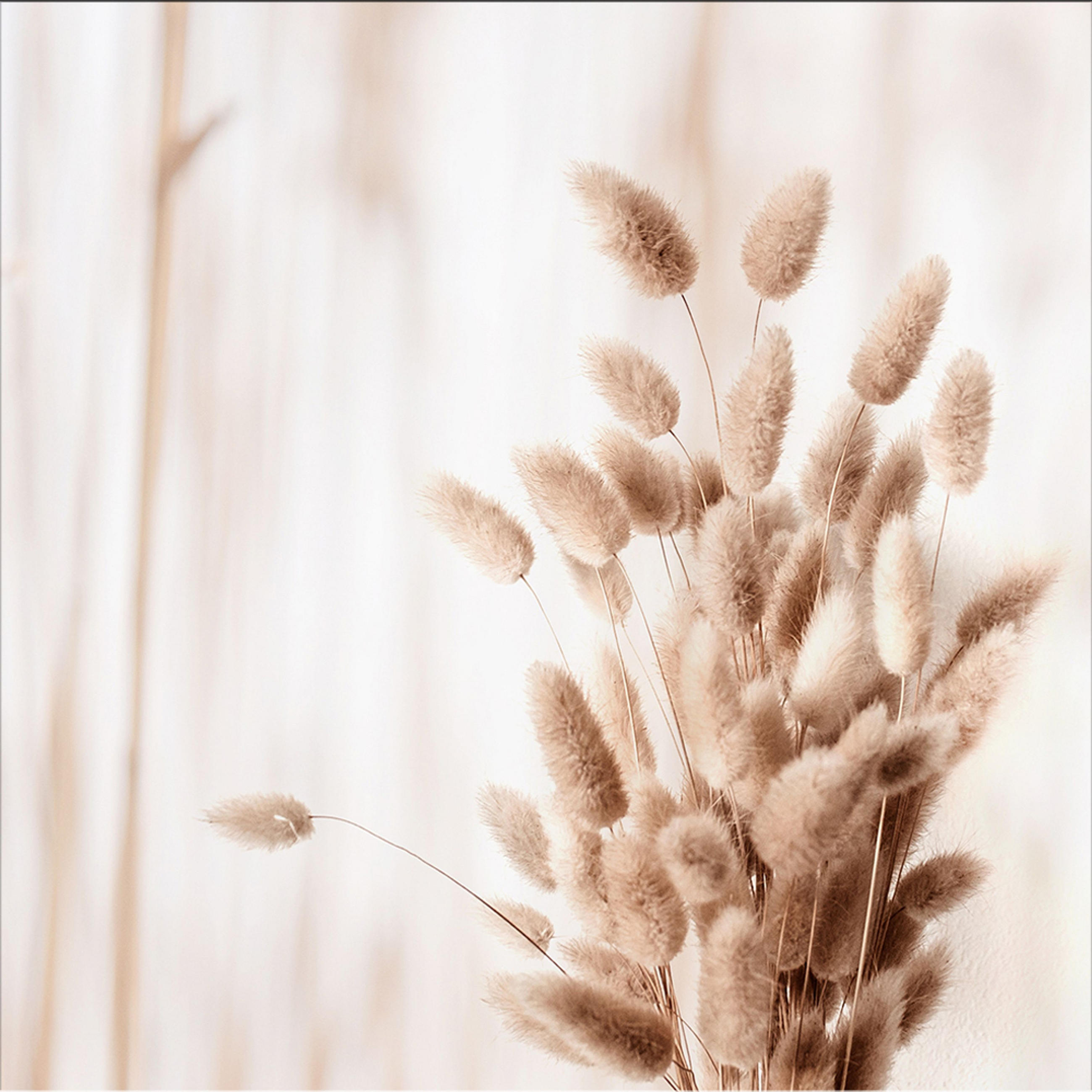 artissimo Glasbild Beige 30x30 cm