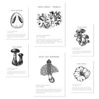 POSTER Set Mit 6 Pilzkomposition, Arten Und Details A3 & A4 Rahmenlos - Klar, Papier (29/3cm) - Nacnic
