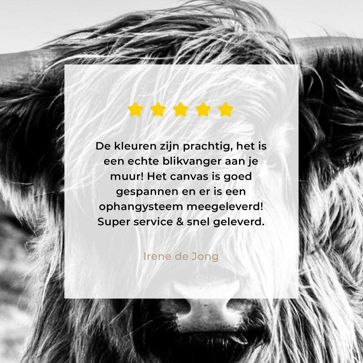 OBRAZ NA PLÁTNĚ Kráva - Skotský horal - Černá - Bílá - Zvíře - Příroda - Divoká zvěř 30x40 cm - černá, textil (30/40cm) - MuchoWow