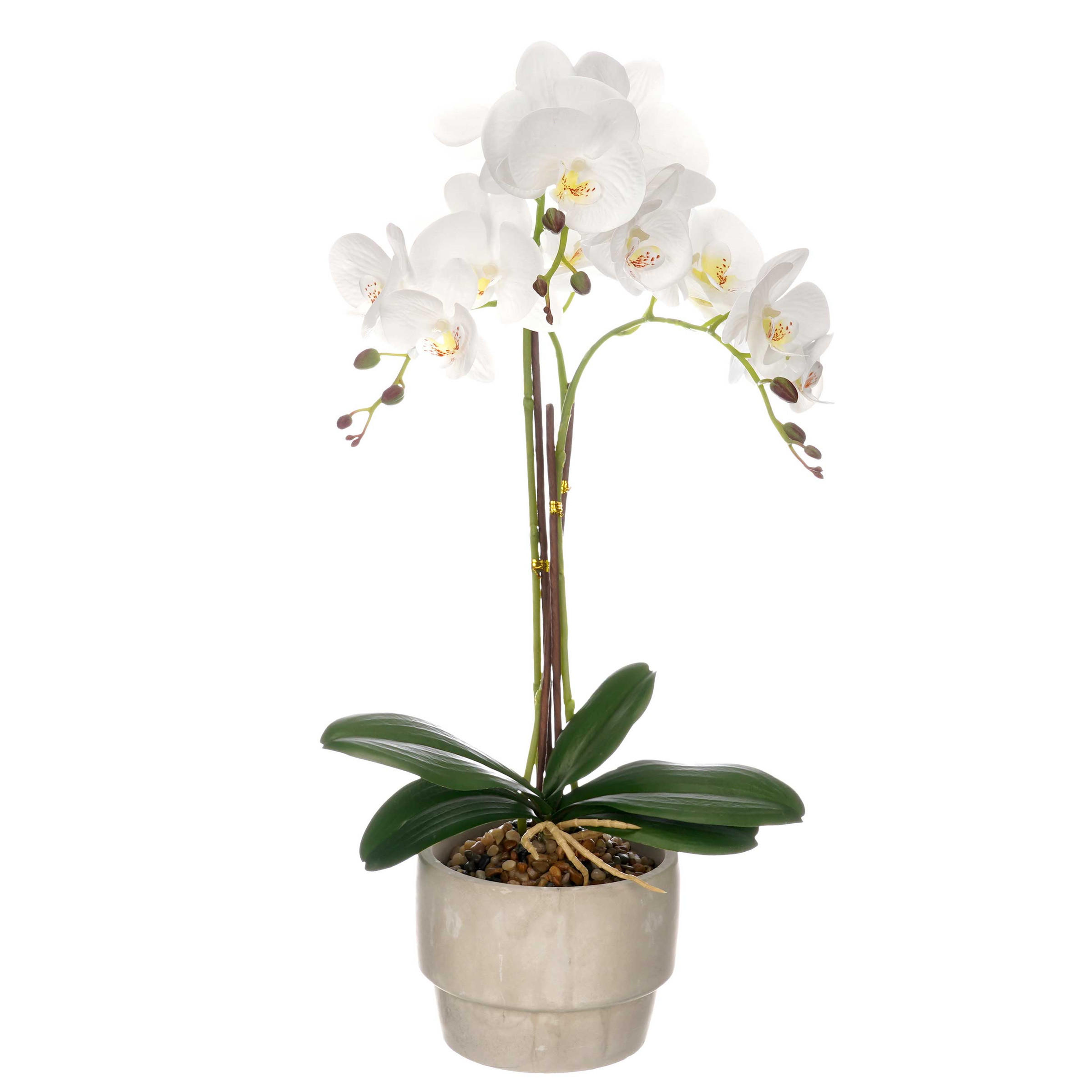 KÜNSTLICHE ORCHIDEE Zementtopf Orchi 56 cm - Multicolor, Kunststoff (56cm) - Ibergarden