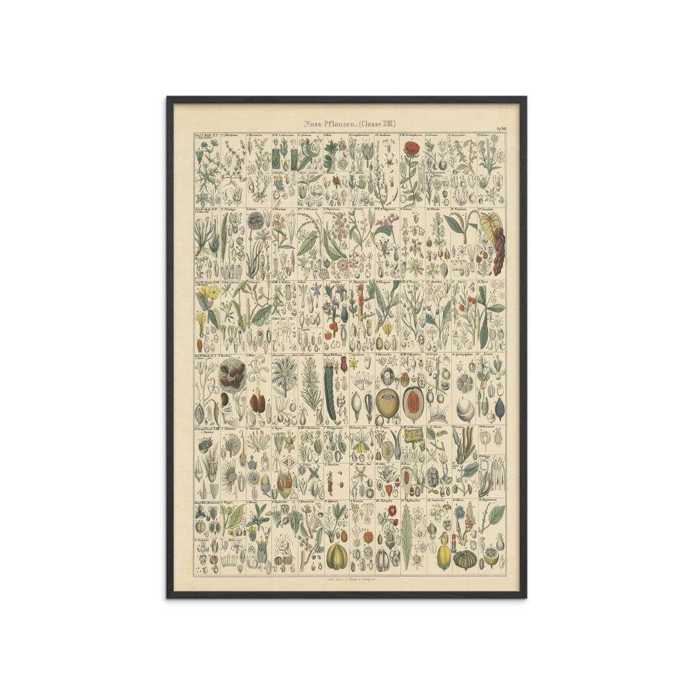 POSTER mit Rahmen Wild Apple - Flora Chart II - Schwarz/Grün, Holz/Papier (70/100cm) - Poster&Frame