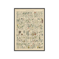 POSTER mit Rahmen Wild Apple - Flora Chart II - Schwarz/Grün, Holz/Papier (70/100cm) - Poster&Frame