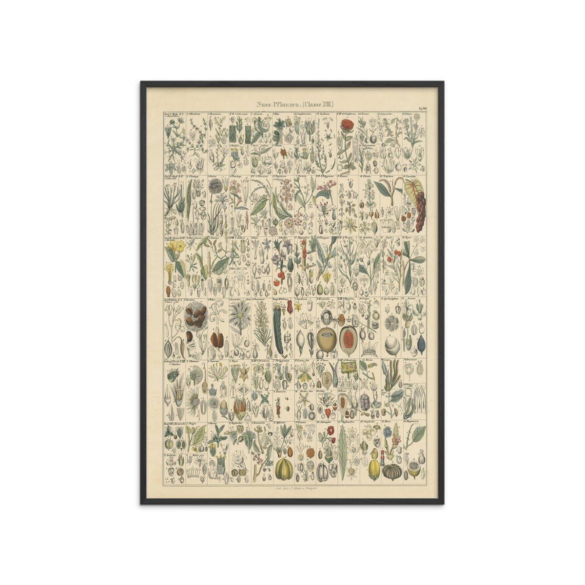 POSTER mit Rahmen Wild Apple - Flora Chart II - Schwarz/Grün, Holz/Papier (70/100cm) - Poster&Frame