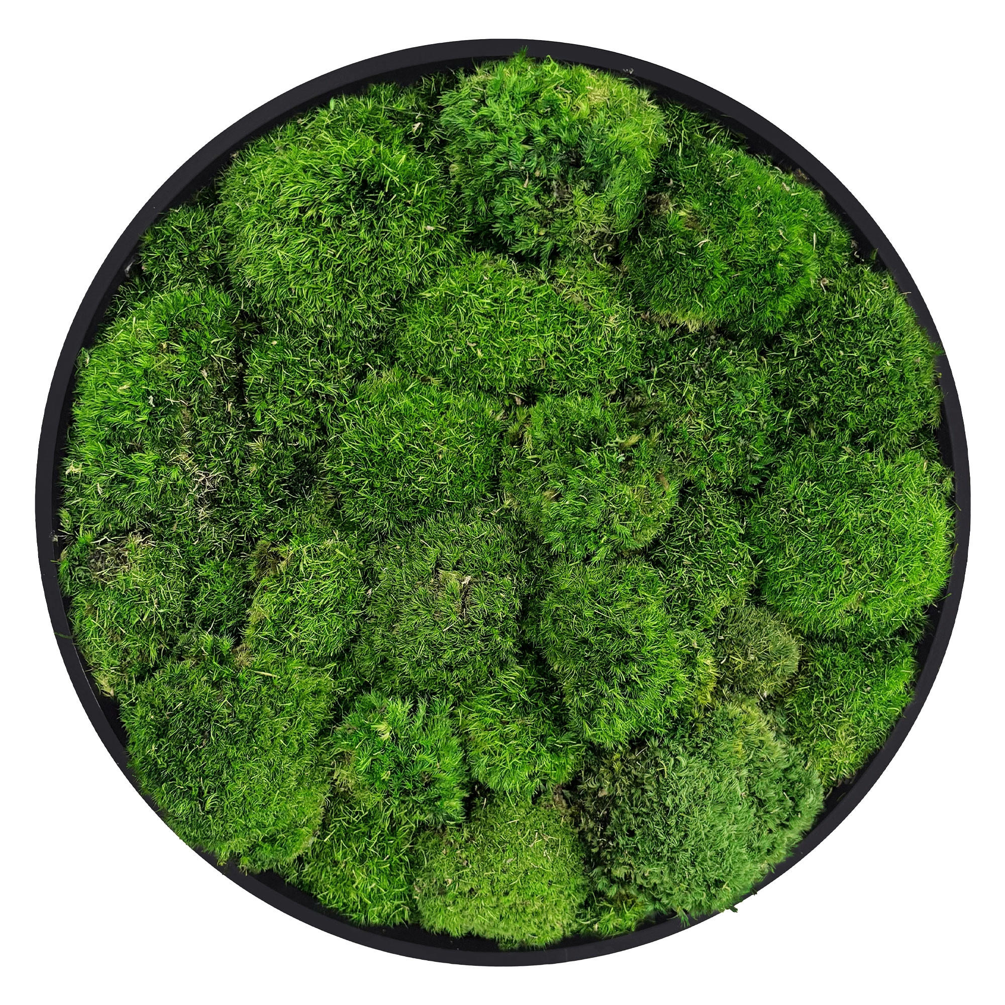 MOOSBILD Rund Ø 40 cm Mooswand Indoor mit Echtem Kugelmoos und Holzrahmen Grün Pflegefrei - Grün, Naturmaterialien (40/40/3cm) - ECD-Germany