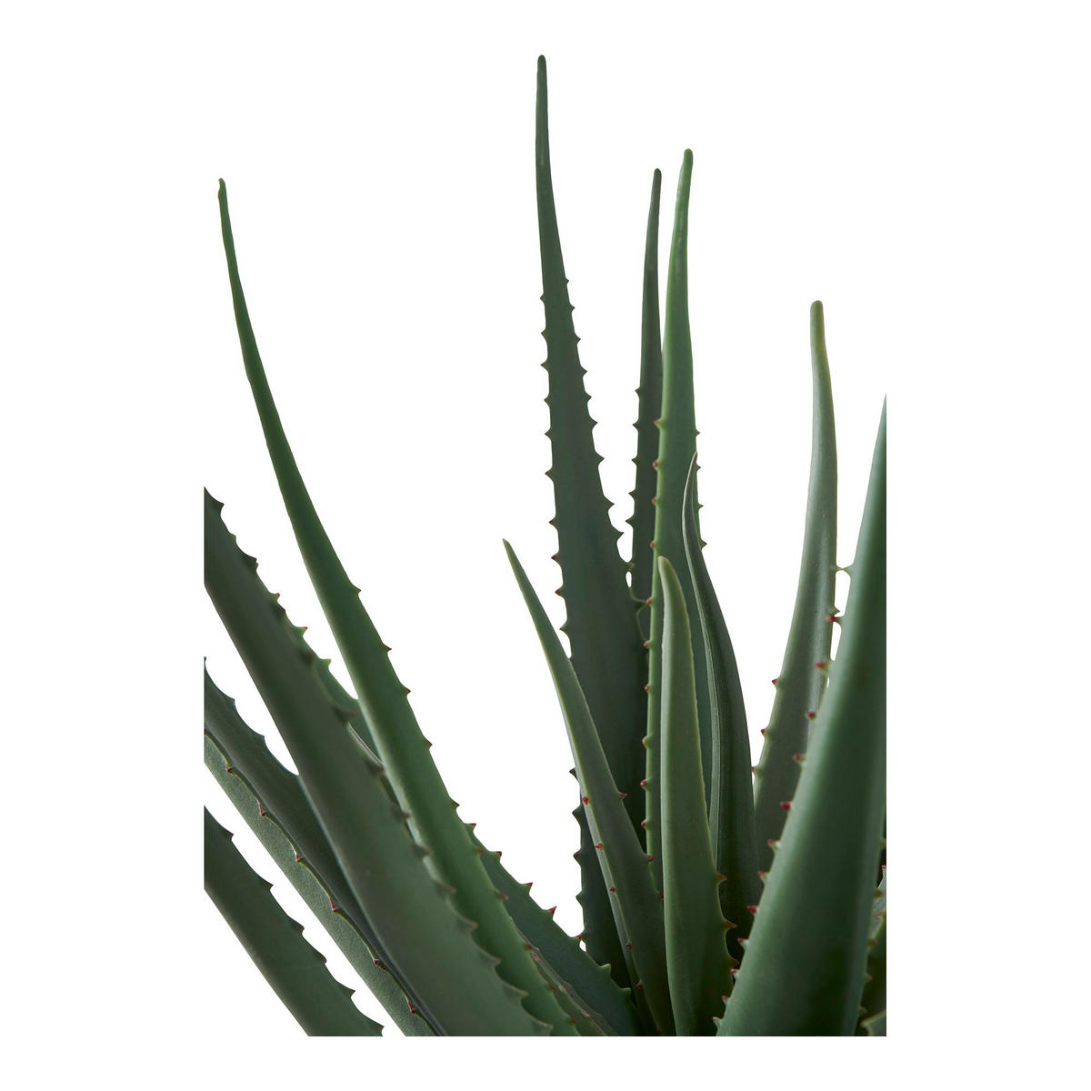 ALOE Vera PE-Kunststoff Grün - Grün, Kunststoff (51cm) - tinkaro