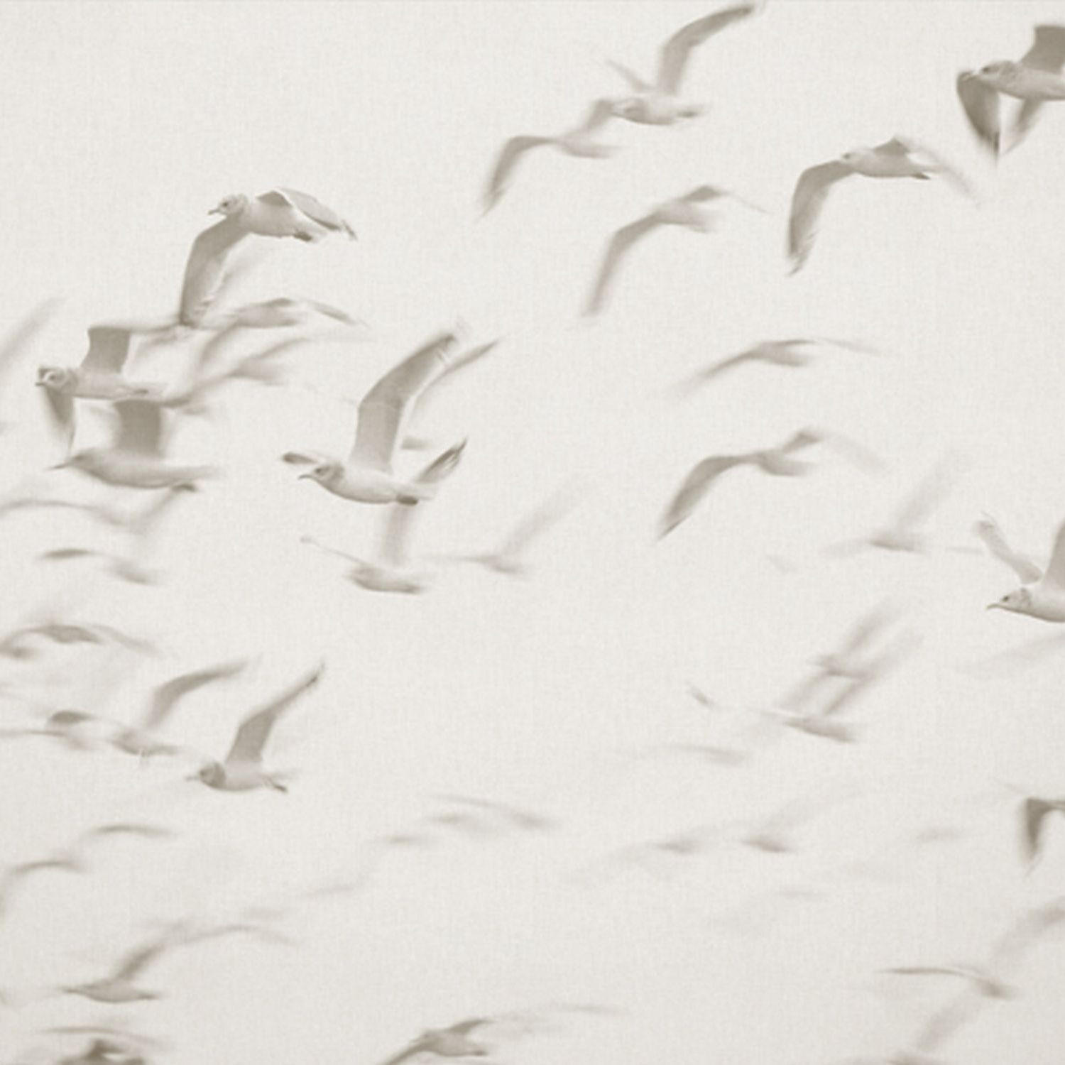 FOTOTAPETE Vögel 424 x 280 cm - Blau, Papier (424/280cm) - Sanders & Sanders