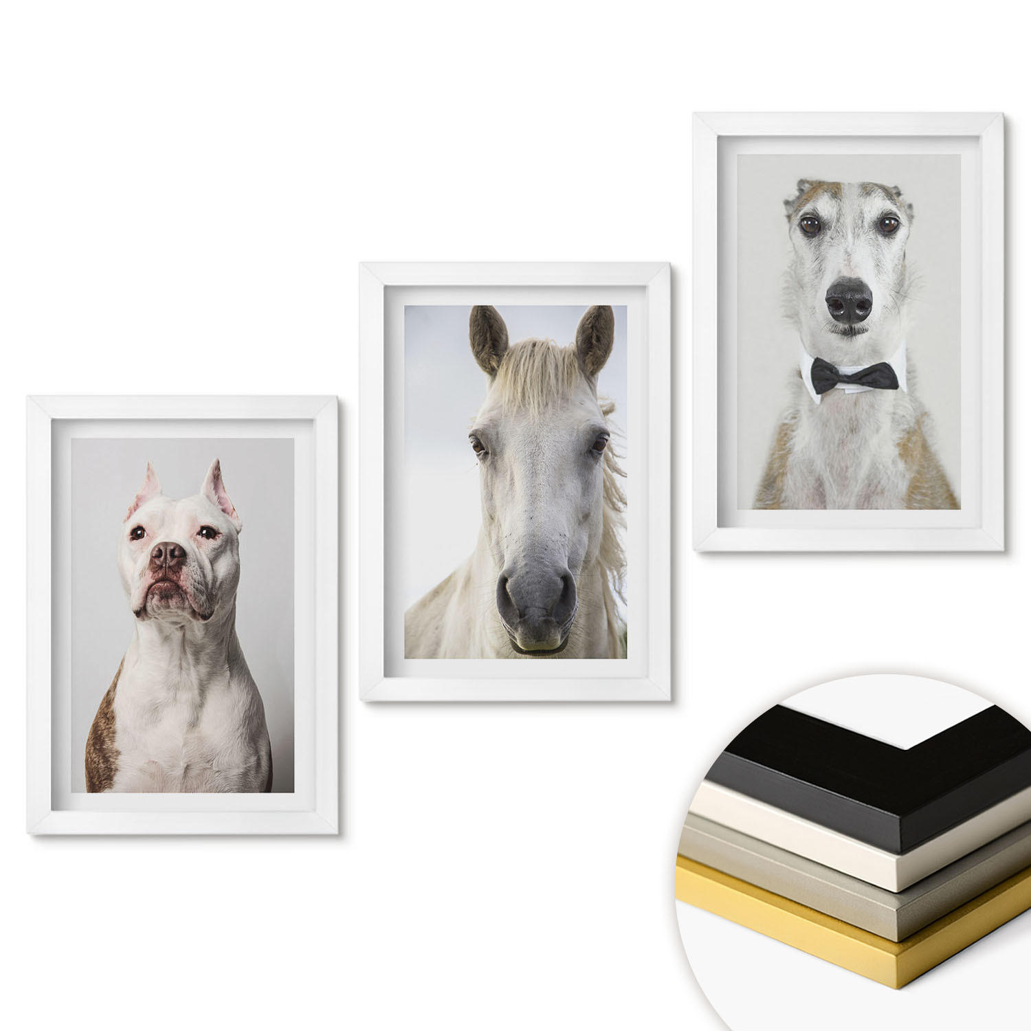 WANDBILDER 3er-Set - 20x30 cm Weißer Rahmen - Elegante Porträts von Hunden und Pferden - Weiß, Kunststoff (20/30cm) - ArtPrintCave