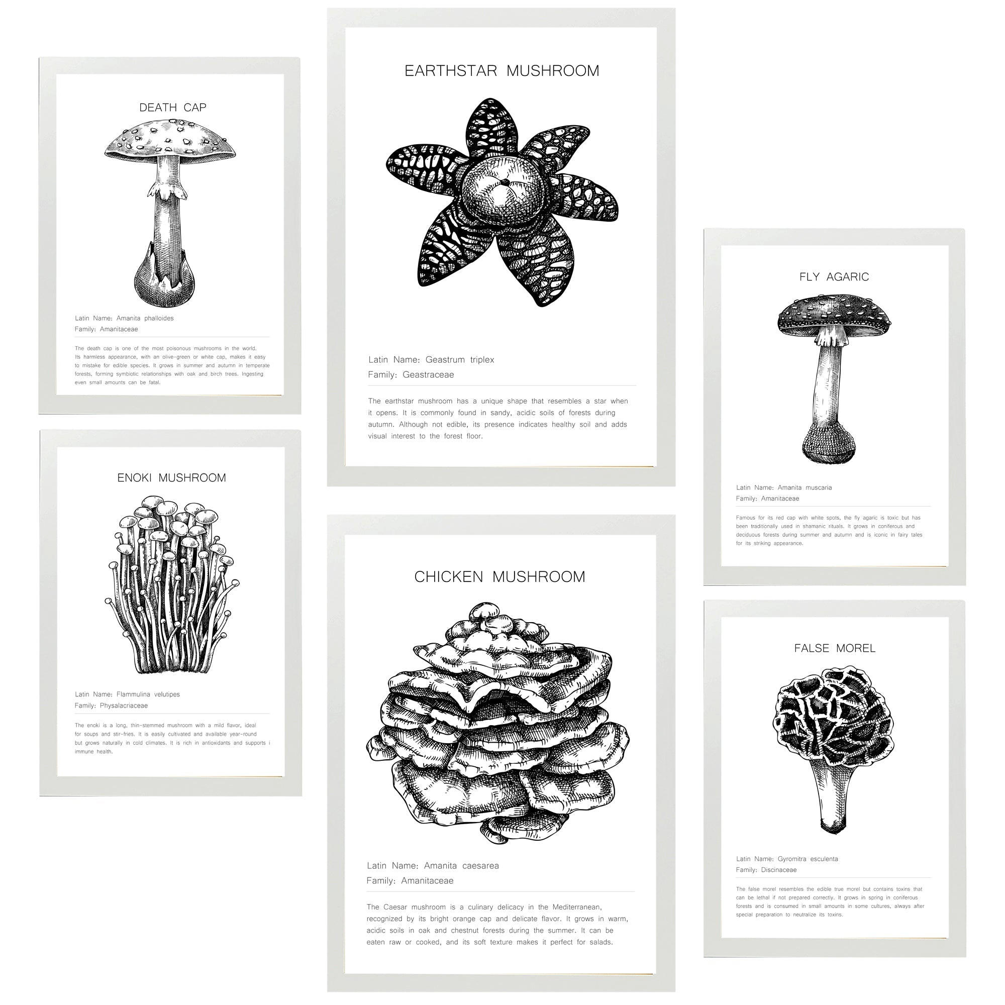 POSTER Set Mit 6 Komposition Aus Schwarzen & Weißen Pilzfamilien A3 & A4 Weißer Rahmen - Weiß, Papier (29/3cm) - Nacnic