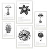 POSTER Set Mit 6 Komposition Aus Schwarzen & Weißen Pilzfamilien A3 & A4 Weißer Rahmen - Weiß, Papier (29/3cm) - Nacnic