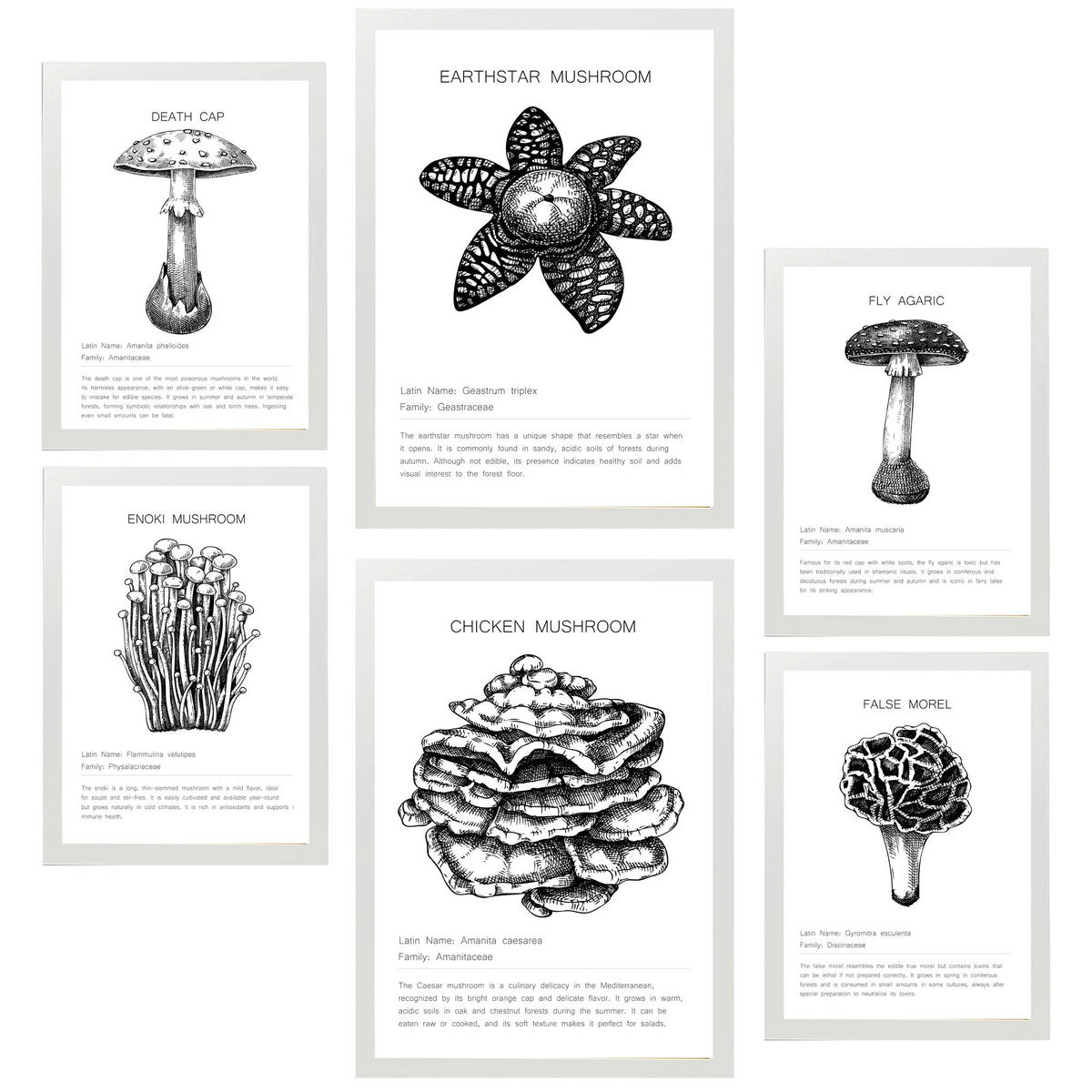 POSTER Set Mit 6 Komposition Aus Schwarzen & Weißen Pilzfamilien A3 & A4 Weißer Rahmen - Weiß, Papier (29/3cm) - Nacnic
