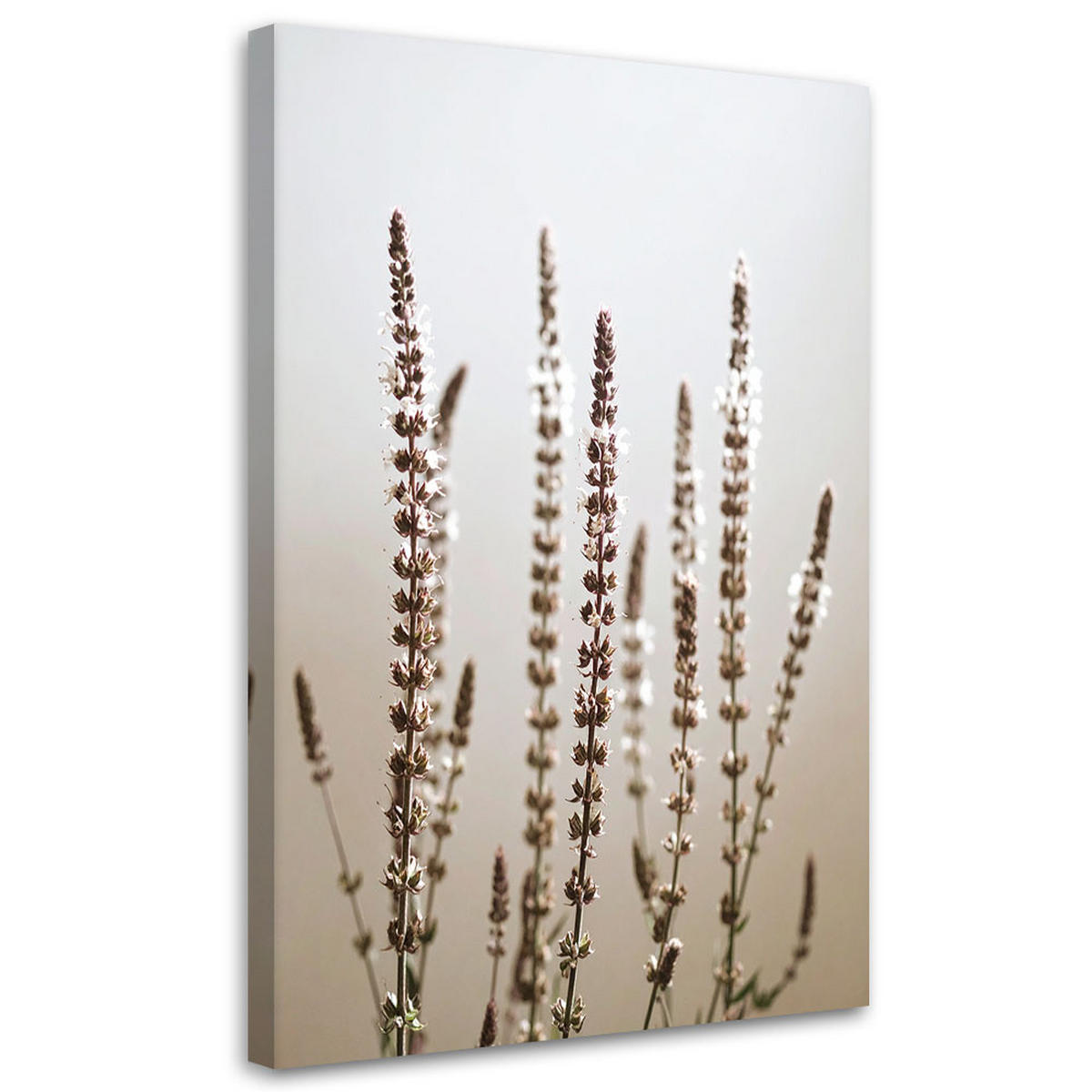 LEINWANDBILD Trockene Pflanzen Natur beige 80x120cm - Beige, Textil (80/120cm) - Feeby