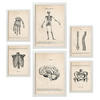 POSTER Set Mit 6 Skelett Medizinische Illustrationen Im Vintage Stil Von Anatomie, Körperteilen, Knochen Und Muskeln A3 & A4 Weißer Rahmen - Weiß, Papier (29/3cm) - Nacnic