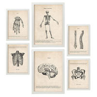POSTER Set Mit 6 Skelett Medizinische Illustrationen Im Vintage Stil Von Anatomie, Körperteilen, Knochen Und Muskeln A3 & A4 Weißer Rahmen - Weiß, Papier (29/3cm) - Nacnic