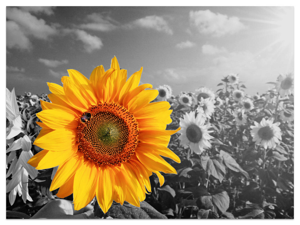 FOTOTAPETE für Küche Gelber Sonnenblume Schwarz-Weiß Hintergrund 400x280 - Gelb/Orange, Papier (400/280cm) - Muralo