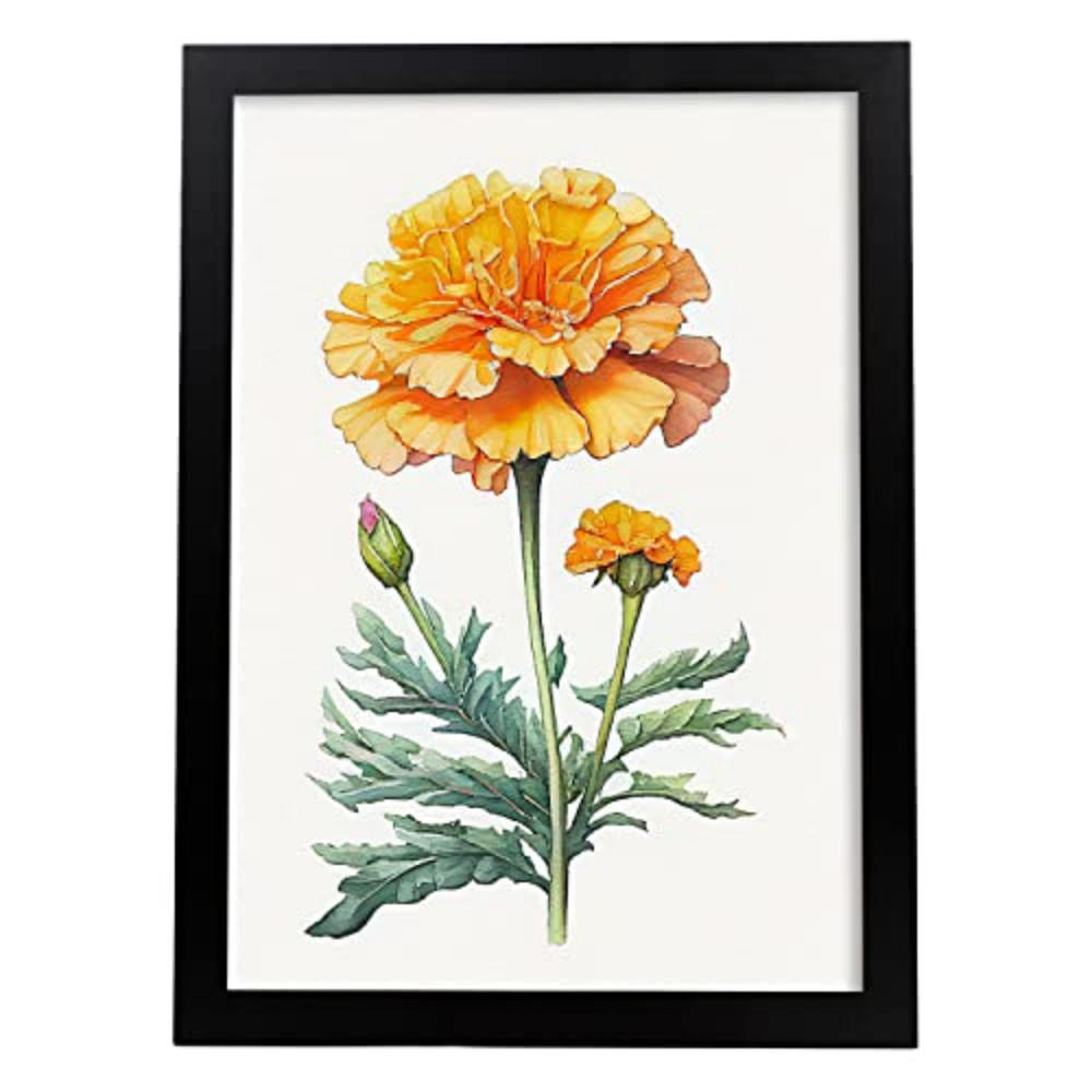 POSTER Ringelblume 3 Im Nordischen Stil. A3 Rahmenlos - Klar, Papier (29.7/5/42cm) - Nacnic