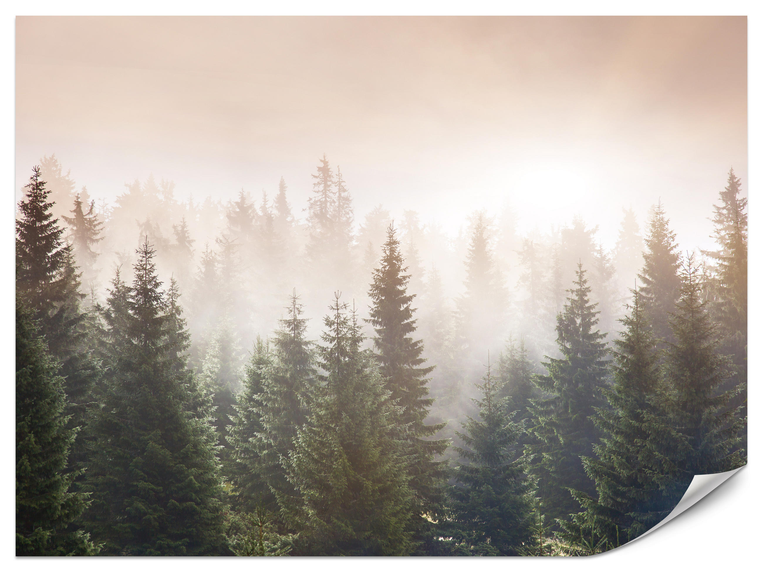 FOTOTAPETE für Wohnzimmer Nadelwald Bäume im Nebel Mystisch 450x315 - Orange/Braun, Papier (450/315cm) - Muralo