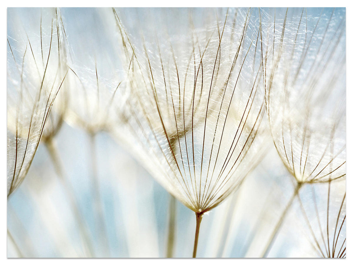FOTOTAPETE für Wohnzimmer Löwenzahn Pflanzen Natur 500x350 - Blau/Beige, Papier (500/350cm) - Muralo
