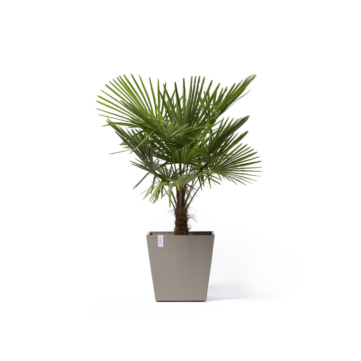 BLUMENTOPF Rotterdam Wheels 50,2/50,2/49,5 cm Taupe - Taupe, Kunststoff (50.2/49.5cm) - Ecopots