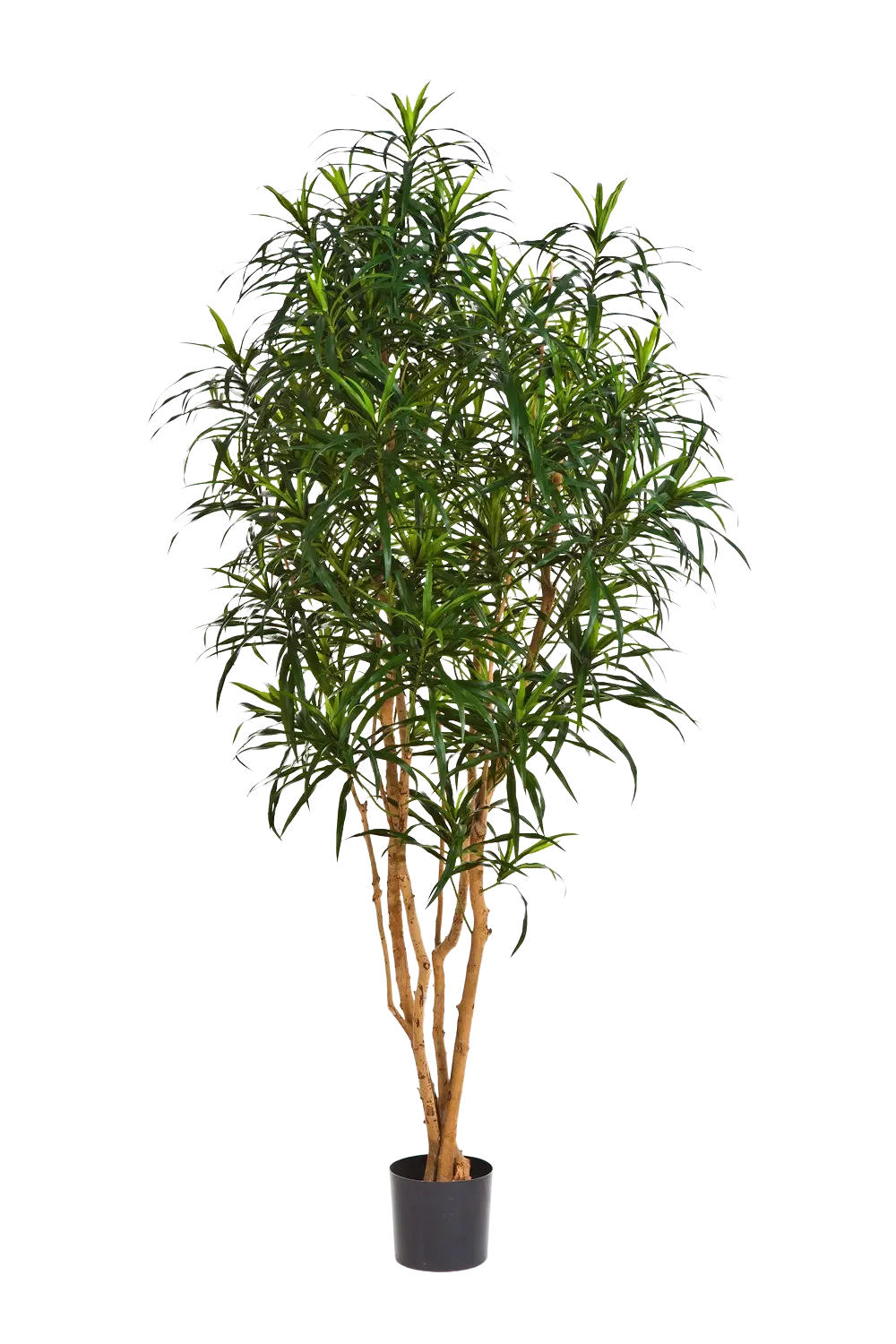 KUNSTBAUM Künstlicher Drachenbaum - Hauke 180 cm - Grün, Kunststoff (180cm) - aplanta
