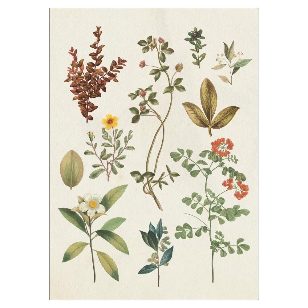 POSTER Wild Apple - Victorian Garden III - Grün, Papier (30/40/0.1cm) - Poster&Frame
