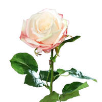 ROSEN Künstliche Rose - Xenia 66 cm - Dunkelgelb, Kunststoff (66cm) - aplanta