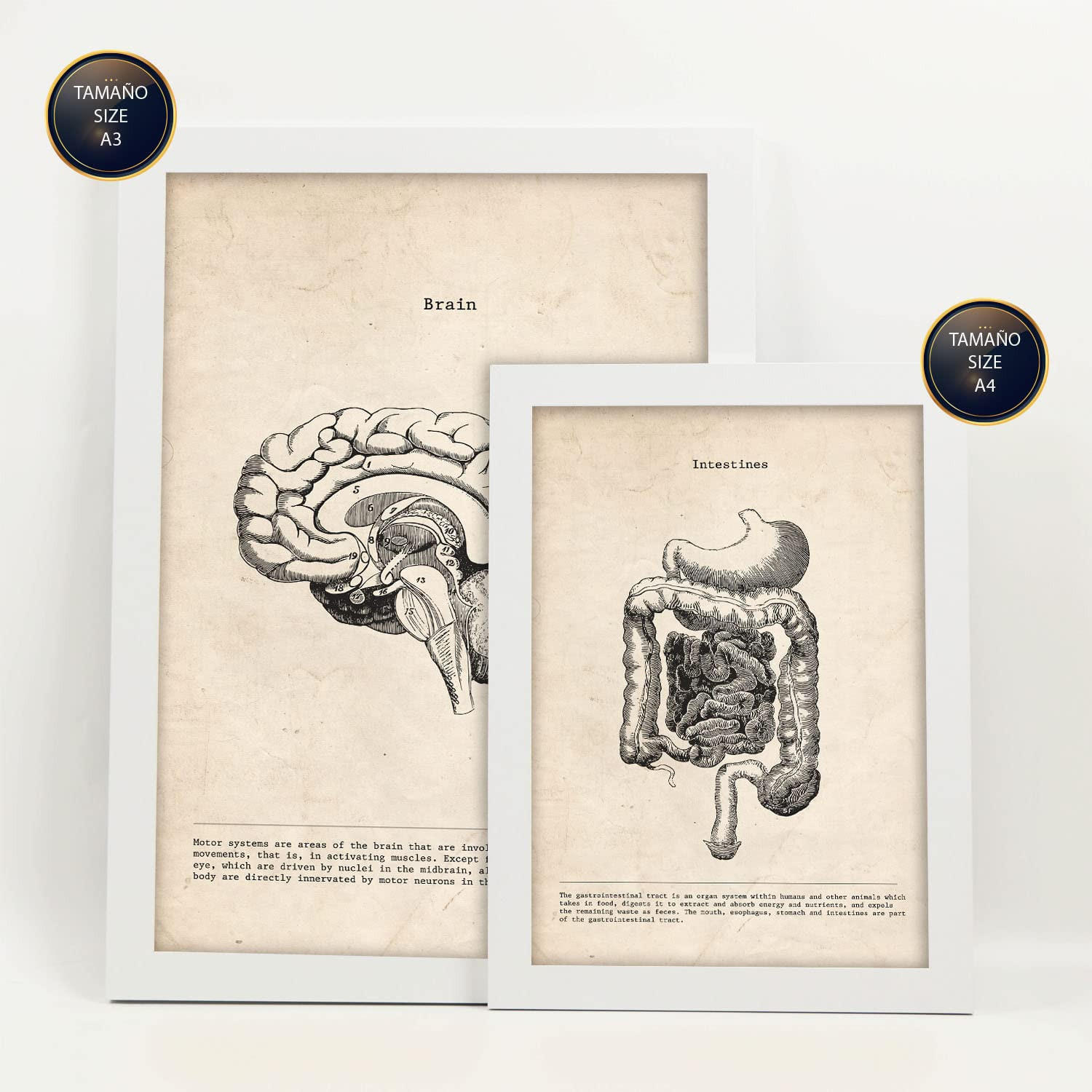 POSTER Set Mit 6 Organe Medizinische Illustrationen Im Vintage Stil Von Anatomie, Körperteilen, Knochen Und Muskeln A3 & A4 Weißer Rahmen - Weiß, Papier (29/3cm) - Nacnic