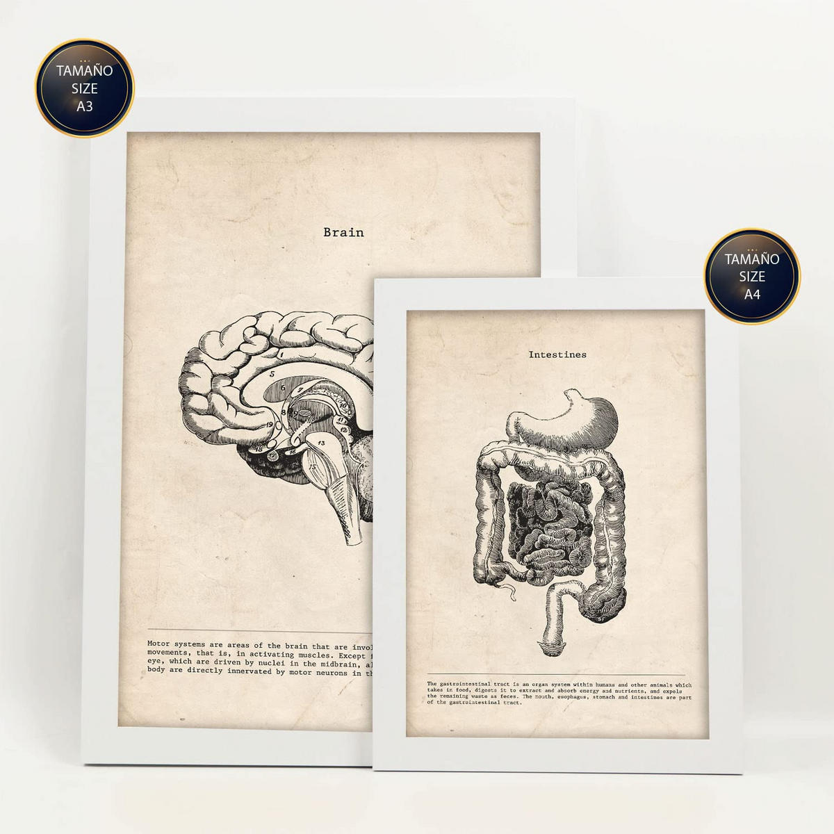 POSTER Set Mit 6 Organanatomie Größe A3 & A4 Weißer Rahmen - Weiß, Papier (29.7/1cm) - Nacnic